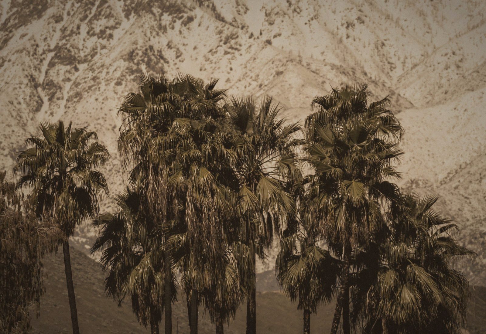 Fan palms below the snow-dusted San Jacinto mountains